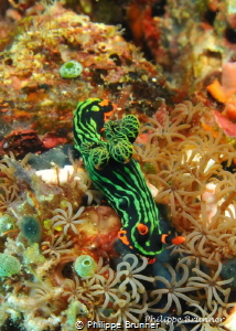 Nudibranch by Philippe Brunner 